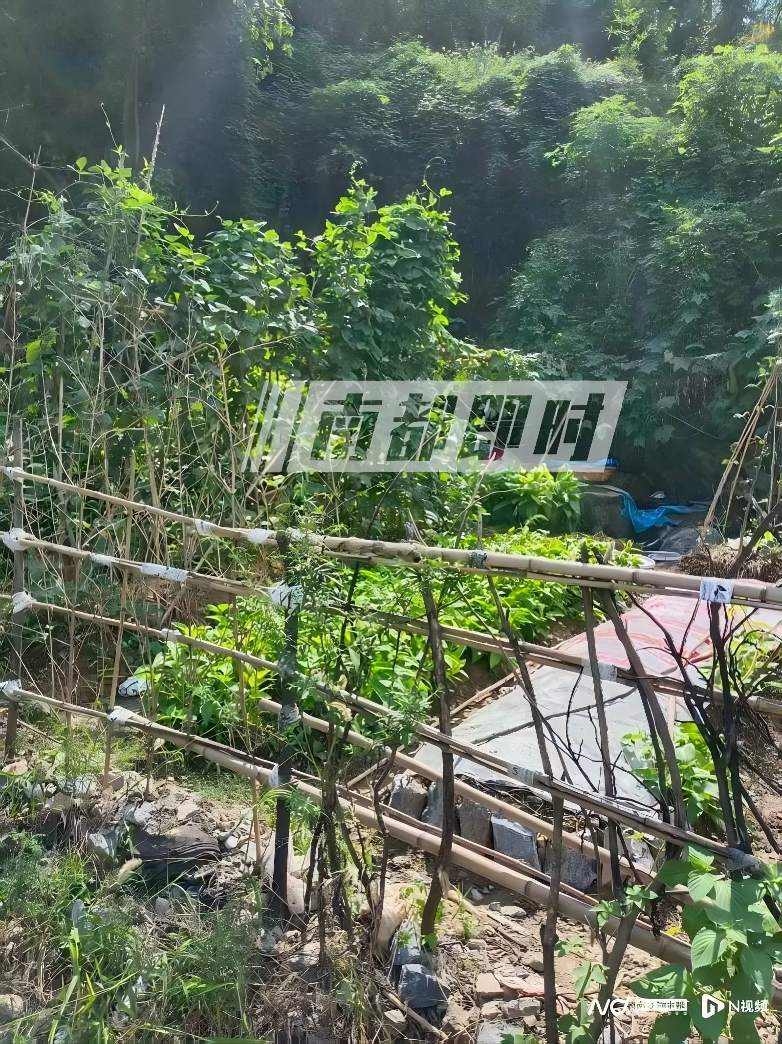 事发路段旁菜地